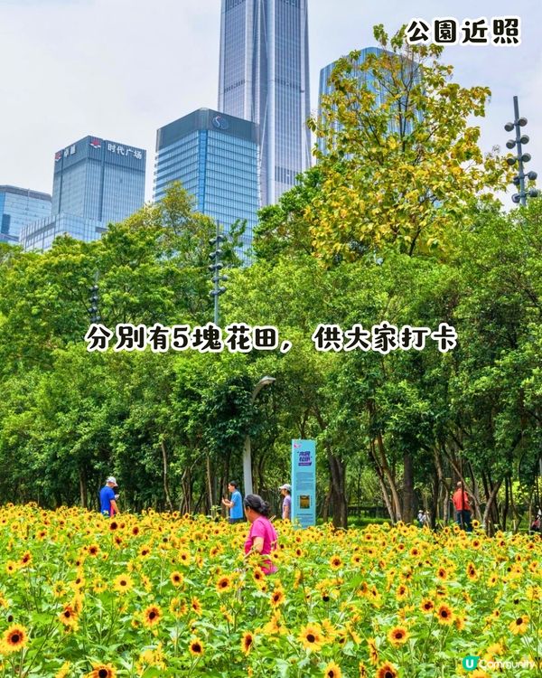 深圳打卡向日葵公園🌻逾3萬呎黃金花海😍免費入場/地鐵直達‼️附2個打卡TIPS