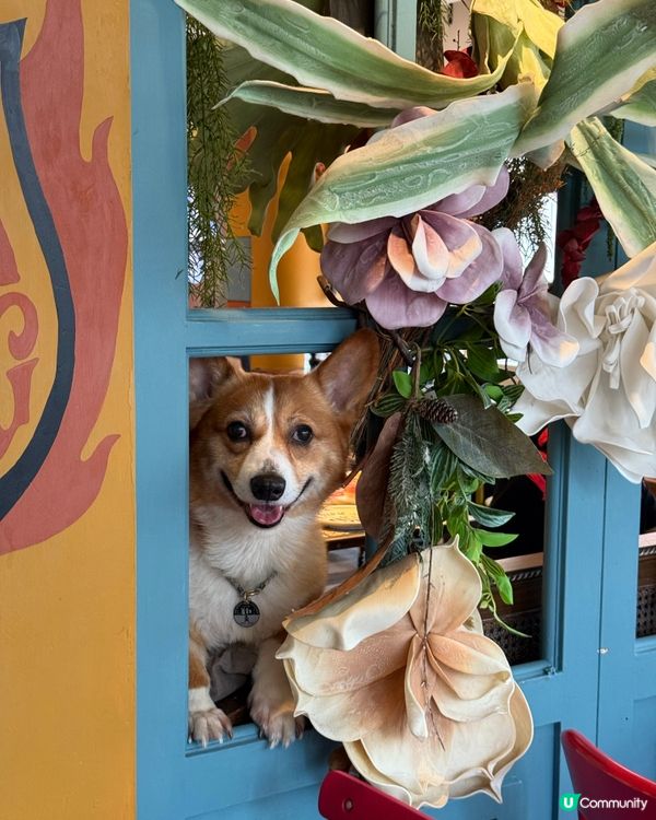 銅鑼灣寵物友善餐廳🐶  食飯帶埋毛孩🥰