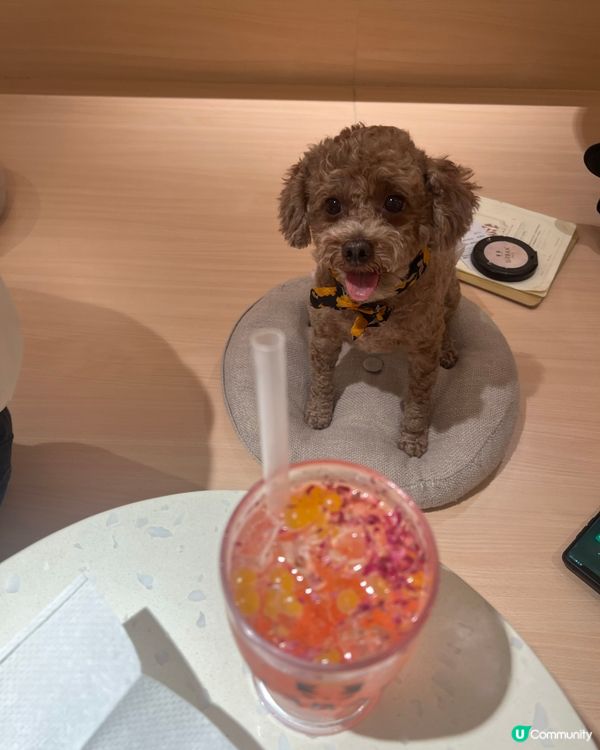 荔枝角貓狗同樂Cafe！貴婦狗🐶×駐店貓咪🐱