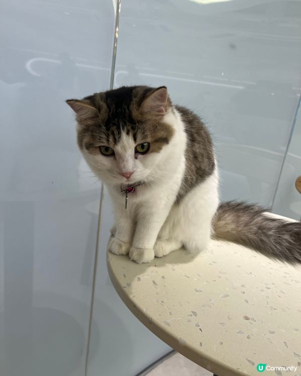 荔枝角貓狗同樂Cafe！貴婦狗🐶×駐店貓咪🐱