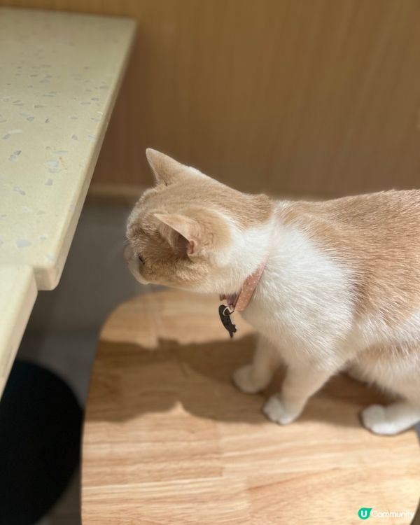 荔枝角貓狗同樂Cafe！貴婦狗🐶×駐店貓咪🐱