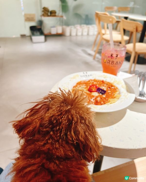 荔枝角貓狗同樂Cafe！貴婦狗🐶×駐店貓咪🐱