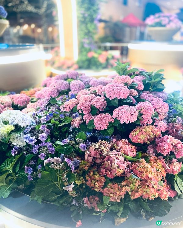 剛過去的繡球花節❤️‍🔥💞