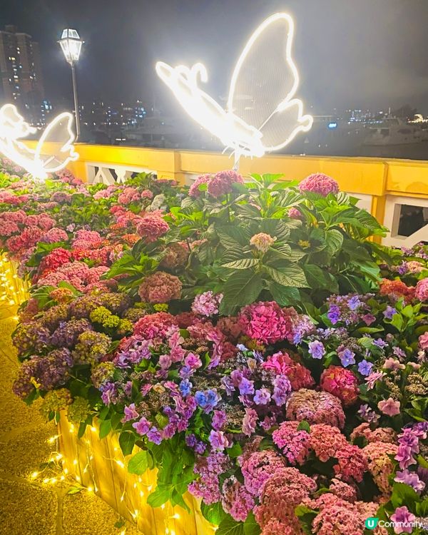 屯門黃金海岸繡球花海🌸  
黃金週打卡必去！🤩