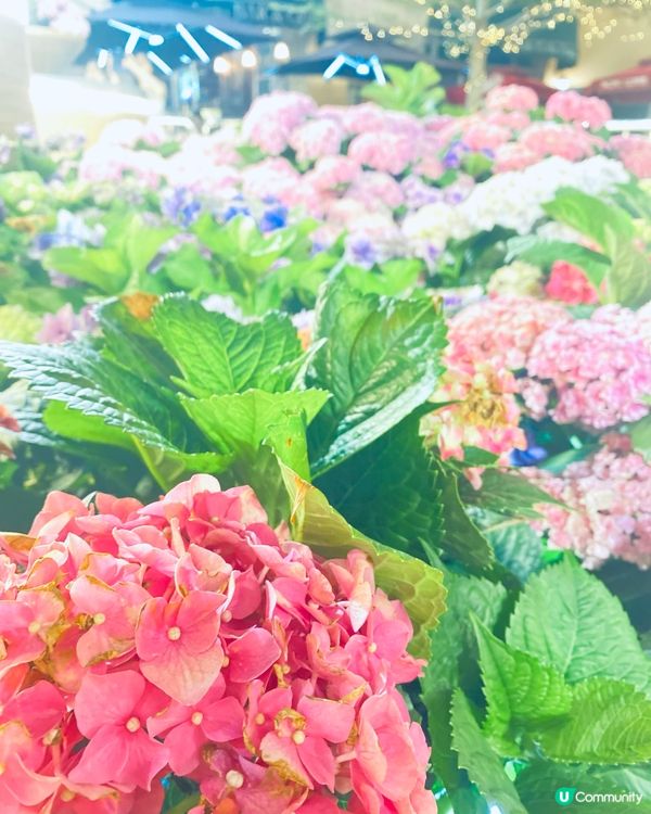 屯門黃金海岸繡球花海🌸  
黃金週打卡必去！🤩