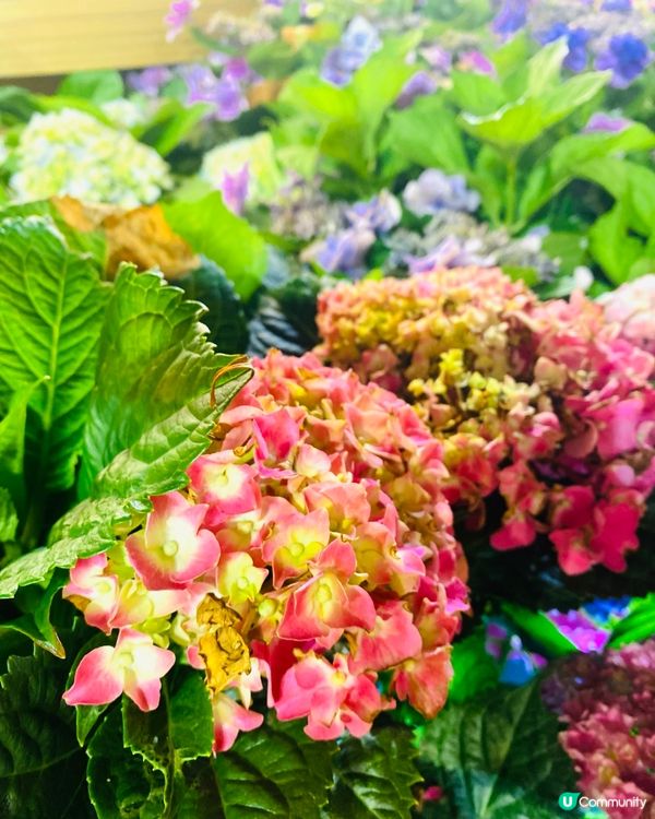 屯門黃金海岸繡球花海🌸  
黃金週打卡必去！🤩