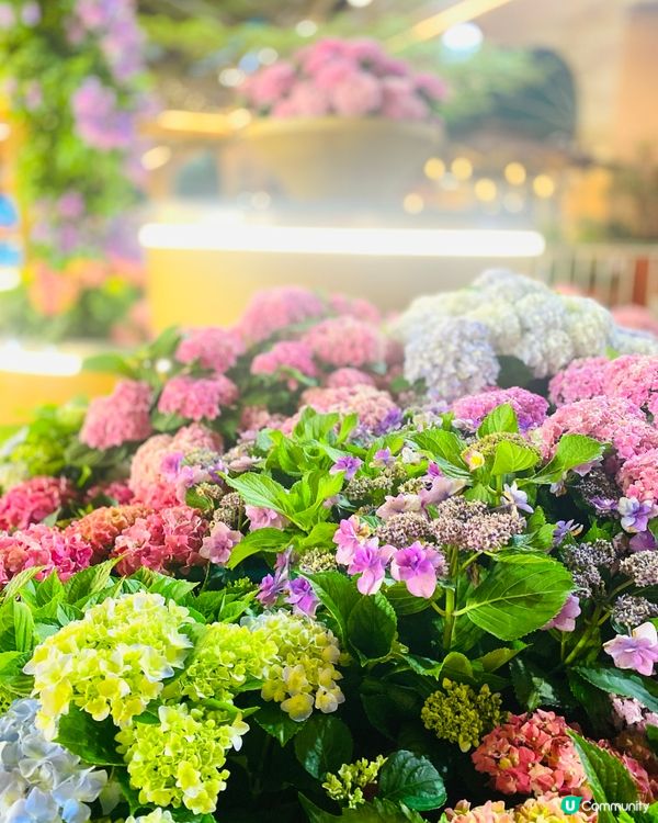 屯門黃金海岸繡球花海🌸  
黃金週打卡必去！🤩