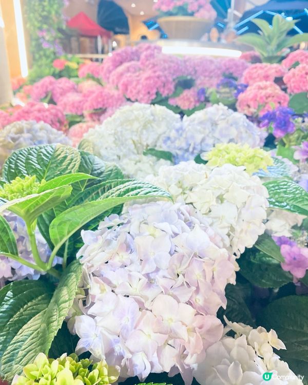 屯門黃金海岸繡球花海🌸  
黃金週打卡必去！🤩