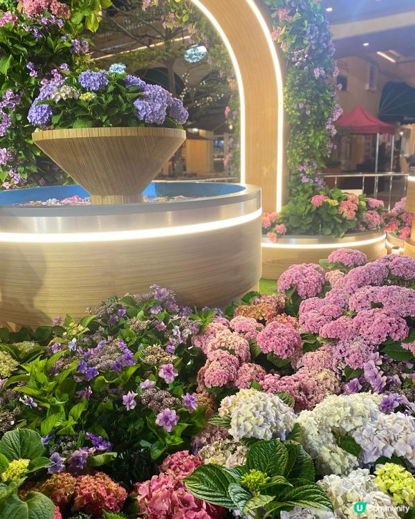 屯門黃金海岸繡球花海🌸  
黃金週打卡必去！🤩