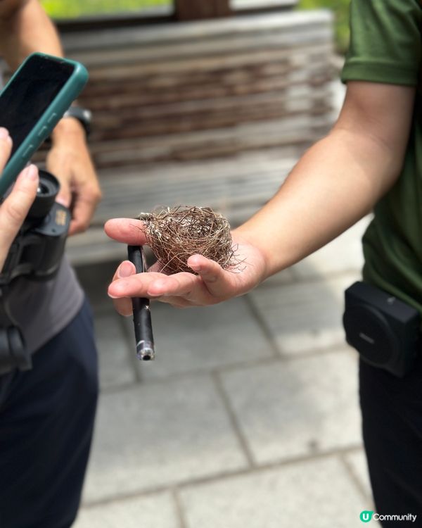 麻雀普查員2025 實地考察🔎