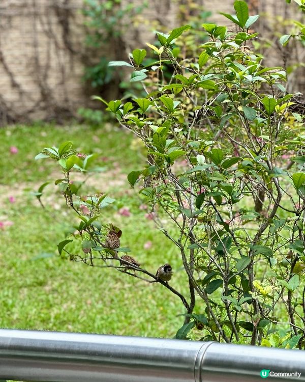 麻雀普查員2025 實地考察🔎