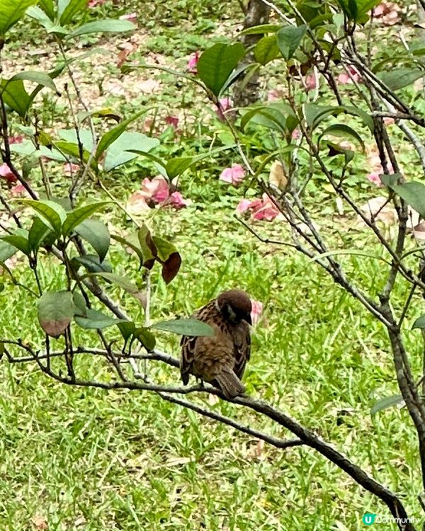 麻雀普查員2025 實地考察🔎