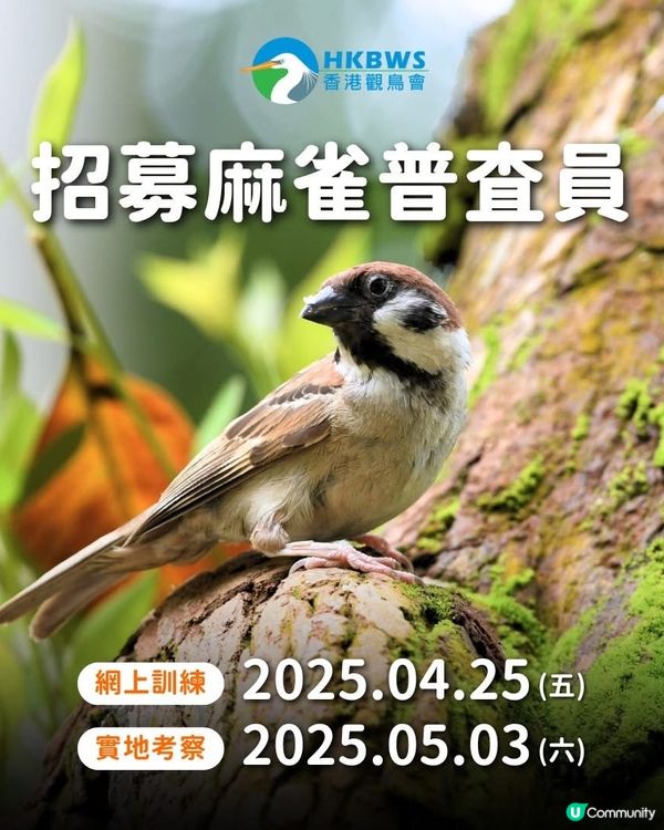 麻雀普查員2025 實地考察🔎