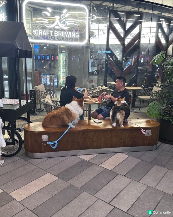 貓員外精釀酒館🍻西沙Go Park打卡新地標！😍