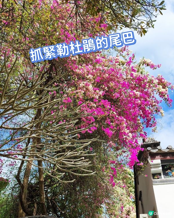 🌸我愛花花🌸之深圳園博園🌸勒杜鵑花海，打卡必備！📸