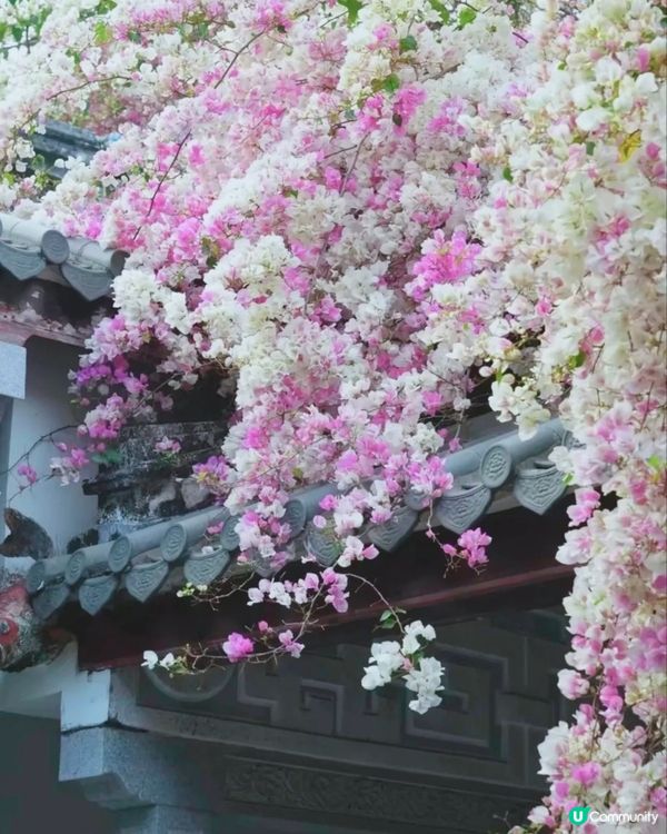 🌸我愛花花🌸之深圳園博園🌸勒杜鵑花海，打卡必備！📸