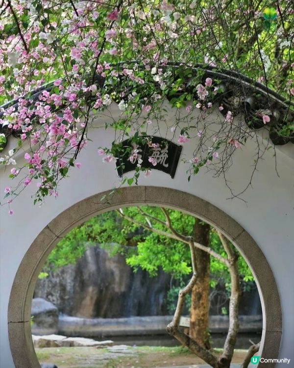 🌸我愛花花🌸之深圳園博園🌸勒杜鵑花海，打卡必備！📸