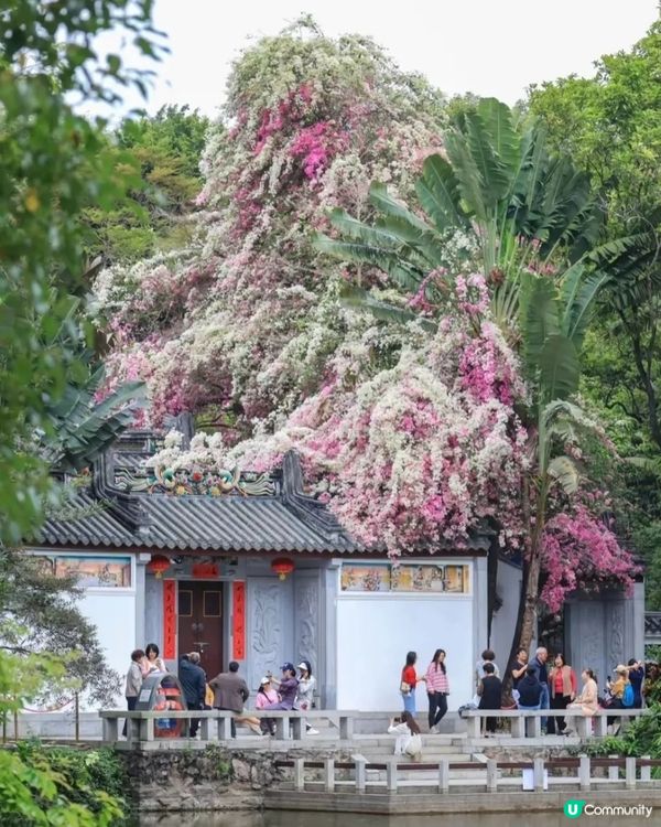 🌸我愛花花🌸之深圳園博園🌸勒杜鵑花海，打卡必備！📸