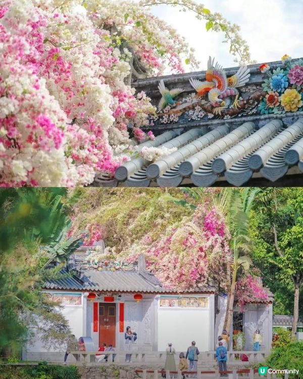 🌸我愛花花🌸之深圳園博園🌸勒杜鵑花海，打卡必備！📸