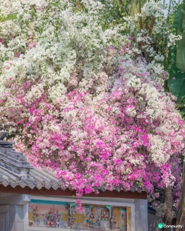 🌸我愛花花🌸之深圳園博園🌸勒杜鵑花海，打卡必備！📸