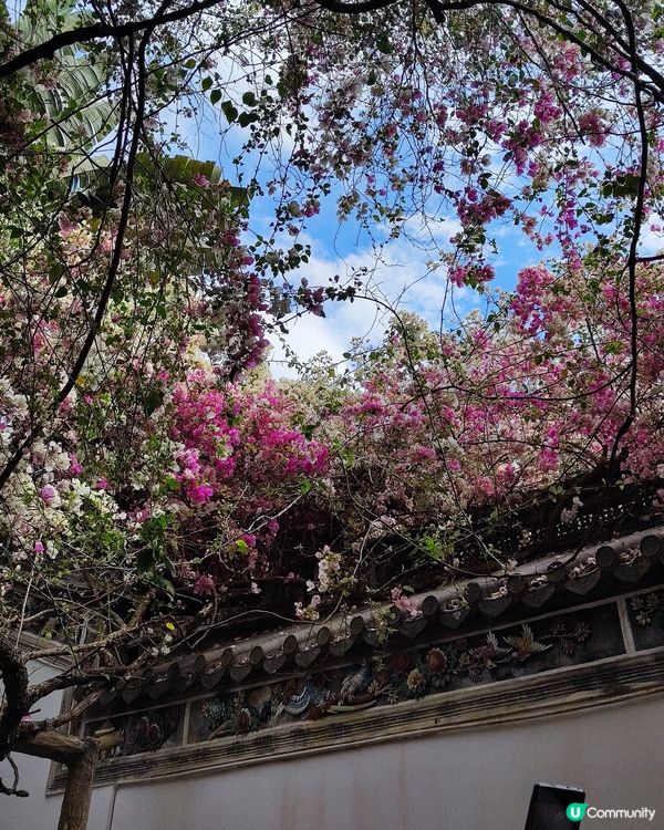 🌸我愛花花🌸之深圳園博園🌸勒杜鵑花海，打卡必備！📸