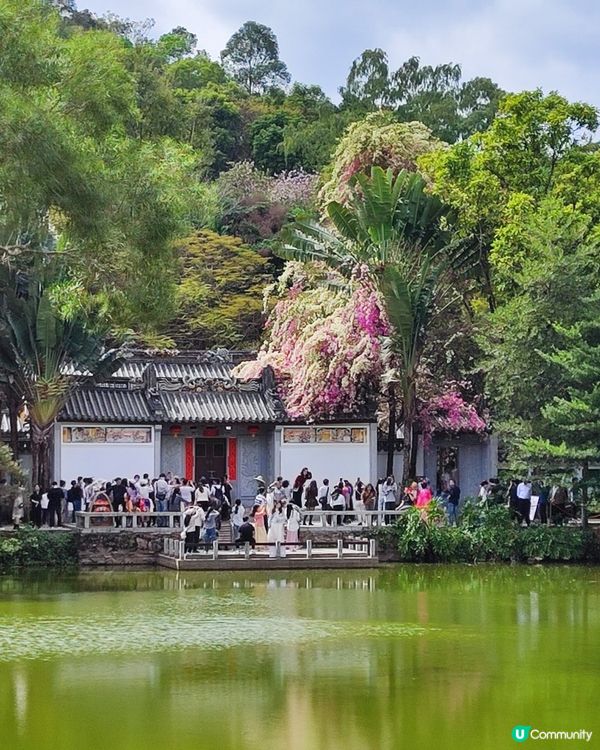 🌸我愛花花🌸之深圳園博園🌸勒杜鵑花海，打卡必備！📸