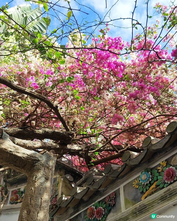 🌸我愛花花🌸之深圳園博園🌸勒杜鵑花海，打卡必備！📸