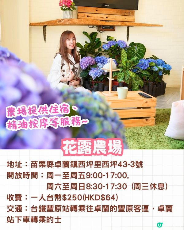 台灣5大繡球花景點🪻全台最大50萬株花海/繡球花童話樂園/絕美梯田🚗附交通資訊