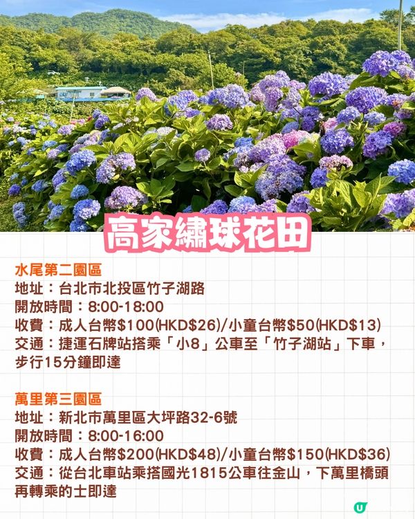 台灣5大繡球花景點🪻全台最大50萬株花海/繡球花童話樂園/絕美梯田🚗附交通資訊