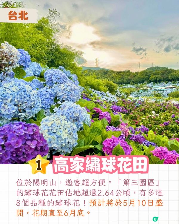 台灣5大繡球花景點🪻全台最大50萬株花海/繡球花童話樂園/絕美梯田🚗附交通資訊