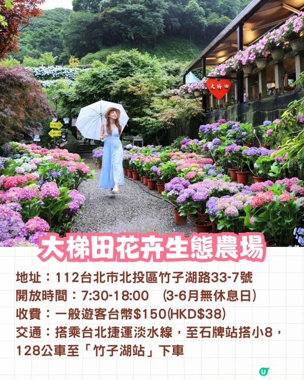 台灣5大繡球花景點🪻全台最大50萬株花海/繡球花童話樂園/絕美梯田🚗附交通資訊