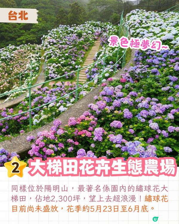 台灣5大繡球花景點🪻全台最大50萬株花海/繡球花童話樂園/絕美梯田🚗附交通資訊