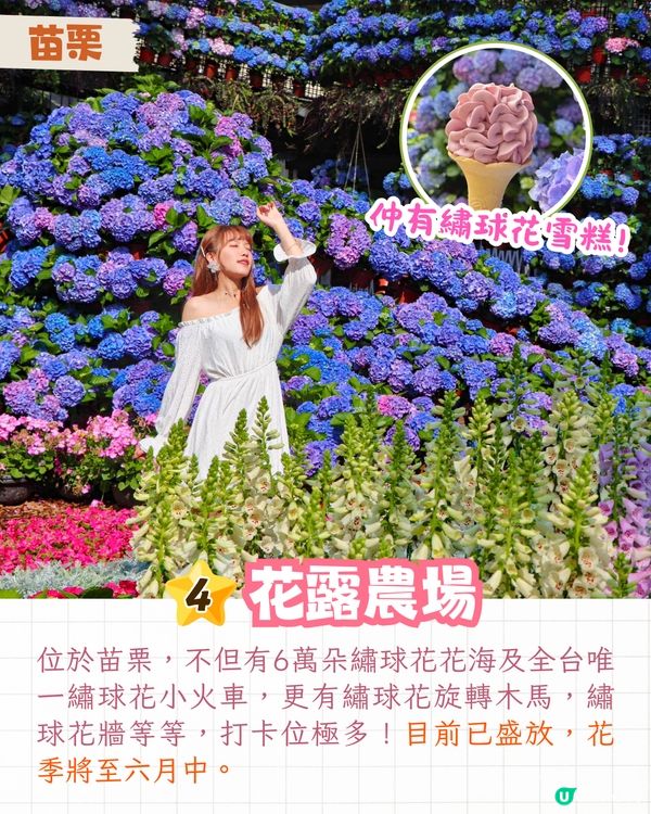 台灣5大繡球花景點🪻全台最大50萬株花海/繡球花童話樂園/絕美梯田🚗附交通資訊