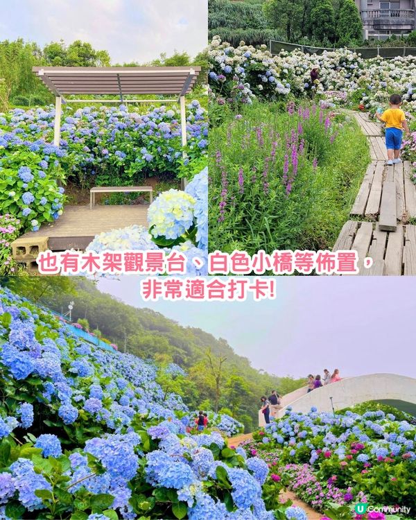 台灣5大繡球花景點🪻全台最大50萬株花海/繡球花童話樂園/絕美梯田🚗附交通資訊