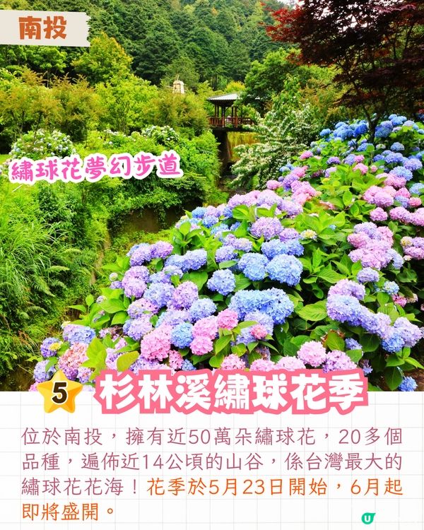 台灣5大繡球花景點🪻全台最大50萬株花海/繡球花童話樂園/絕美梯田🚗附交通資訊