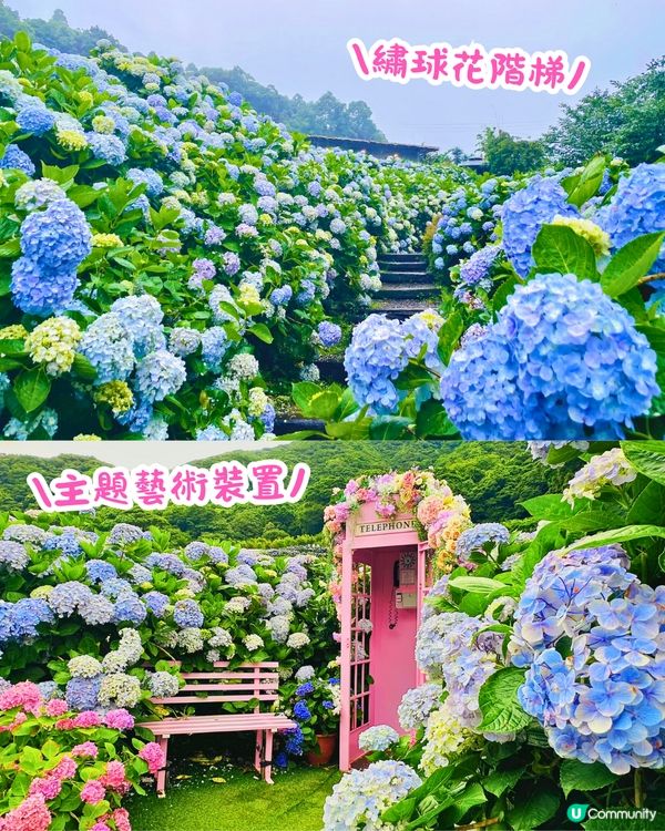 台灣5大繡球花景點🪻全台最大50萬株花海/繡球花童話樂園/絕美梯田🚗附交通資訊