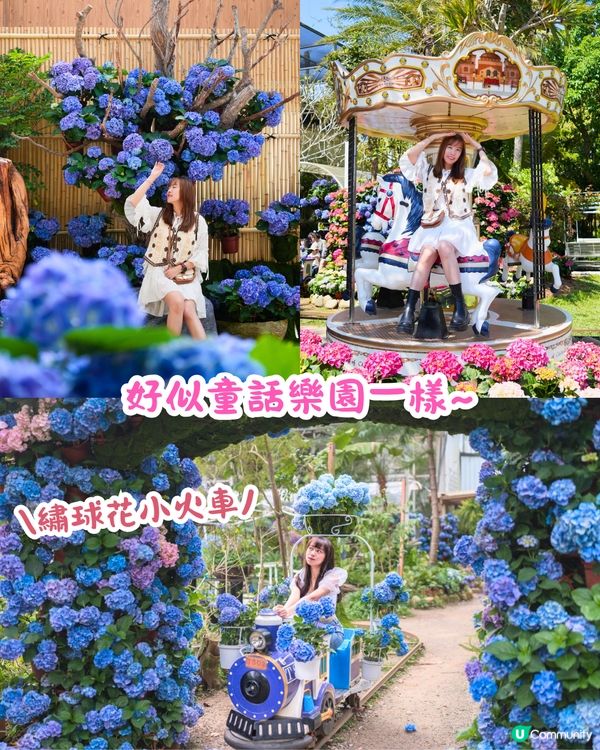 台灣5大繡球花景點🪻全台最大50萬株花海/繡球花童話樂園/絕美梯田🚗附交通資訊