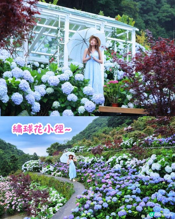 台灣5大繡球花景點🪻全台最大50萬株花海/繡球花童話樂園/絕美梯田🚗附交通資訊