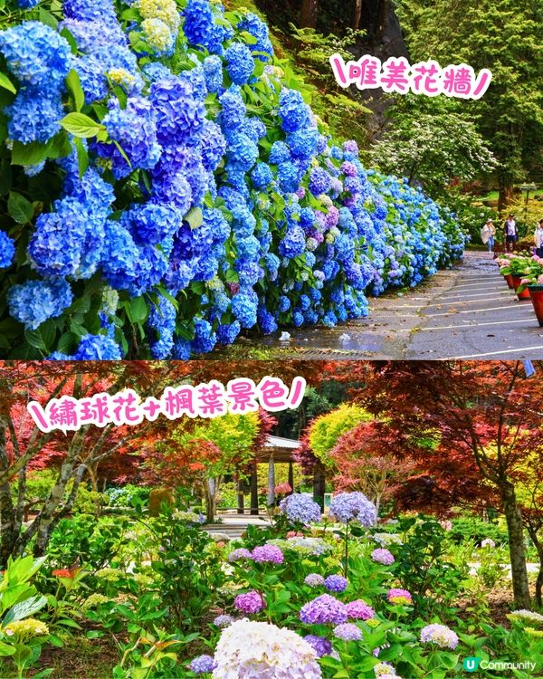 台灣5大繡球花景點🪻全台最大50萬株花海/繡球花童話樂園/絕美梯田🚗附交通資訊