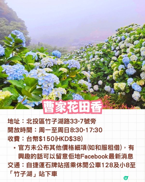 台灣5大繡球花景點🪻全台最大50萬株花海/繡球花童話樂園/絕美梯田🚗附交通資訊