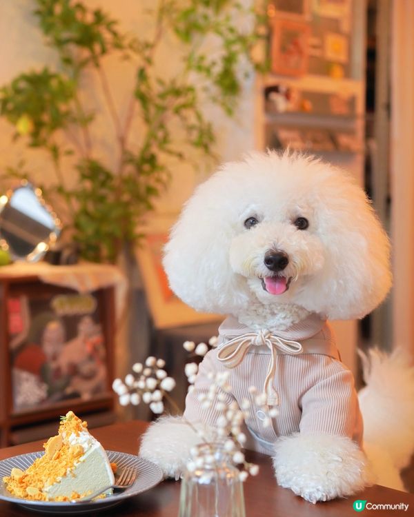 如果可以「日日」嚟嘅高質食店