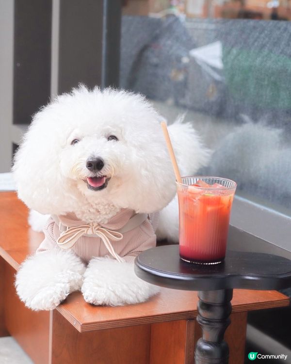 如果可以「日日」嚟嘅高質食店