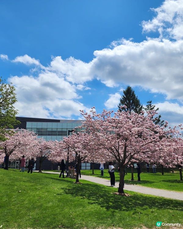 如有天櫻花再開🌸