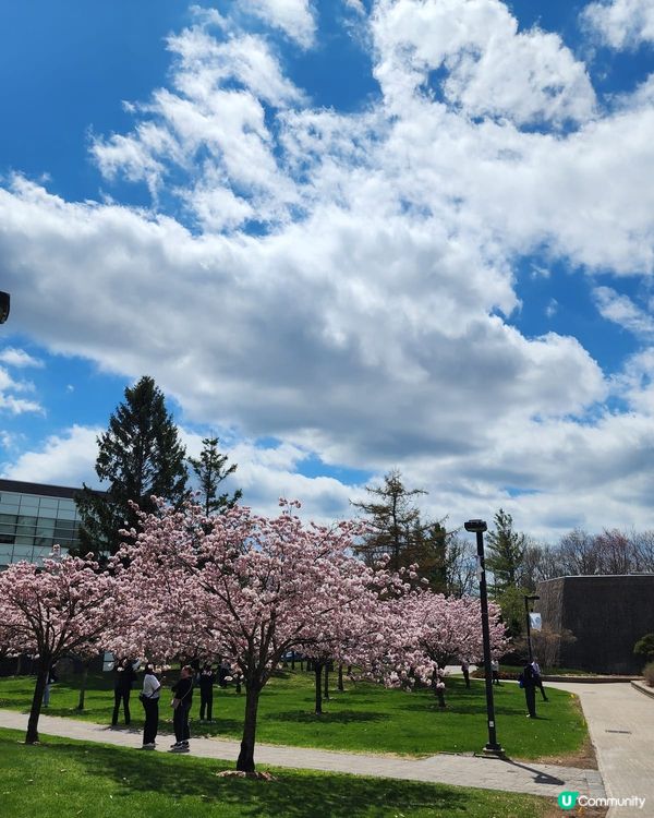 如有天櫻花再開🌸