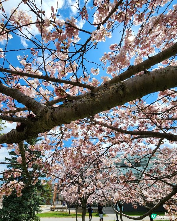 如有天櫻花再開🌸