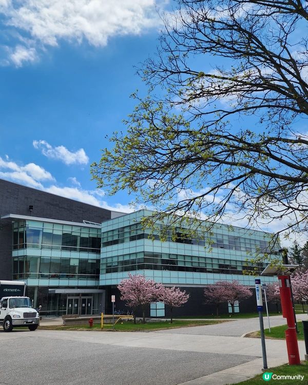 如有天櫻花再開🌸