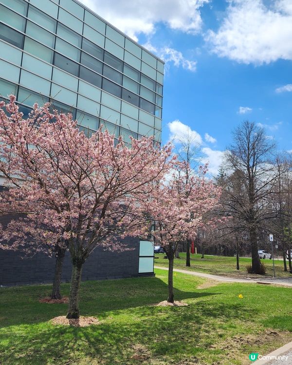 如有天櫻花再開🌸