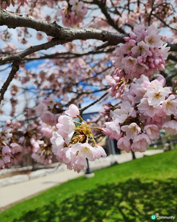 如有天櫻花再開🌸