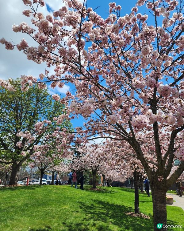 如有天櫻花再開🌸