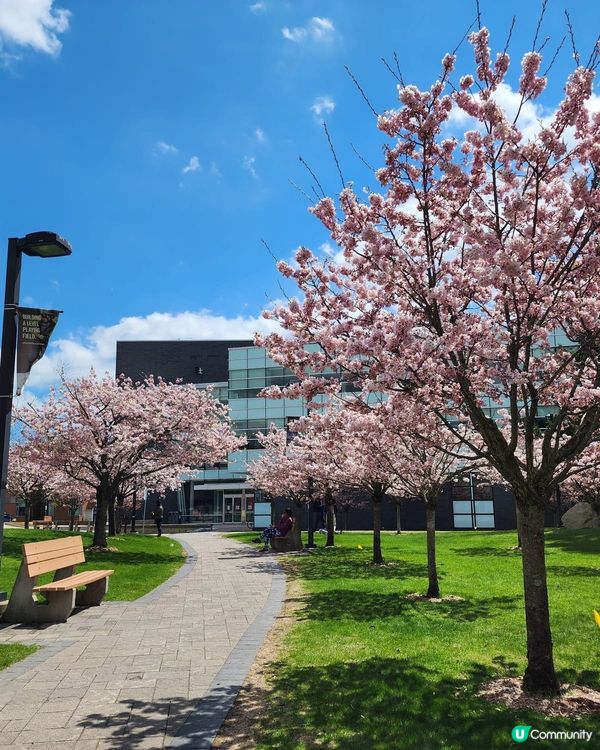 如有天櫻花再開🌸